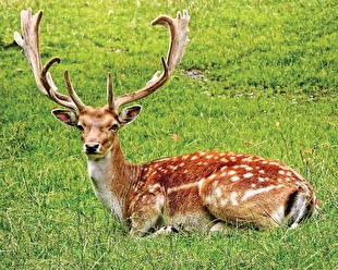 خودنمایی گوزن‌های زرد ایلام در قلب کوه‌های زاگرس