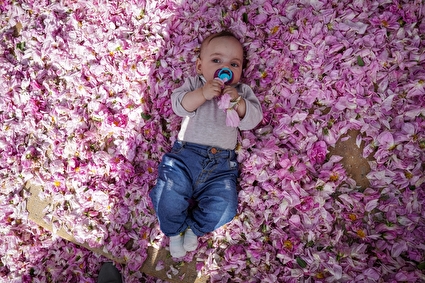 گلباران آرامگاه حافظ شیرازی