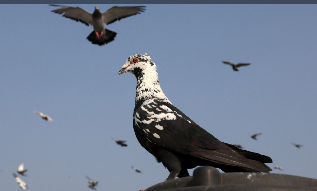 کبوتر