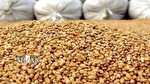 کشف ۱۵۰۰ تن نهاده دامی احتکار شده در دزفول