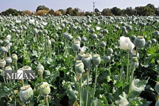 کشت خشخاش در قانون مبارزه با مواد مخدر مطلقاً ممنوع بوده و جرم محسوب می‌شود