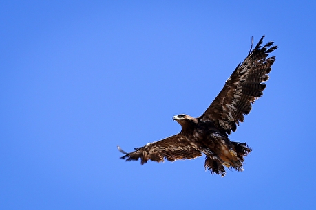 رهاسازی پرندگان شکاری بهبود یافته در همدان