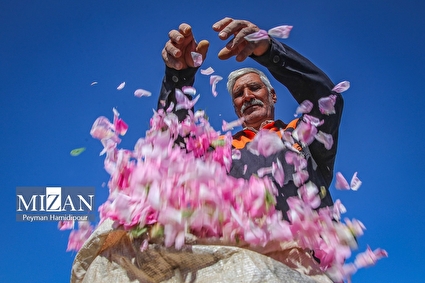 برداشت گل محمدی از مزارع روستای ولی آباد اسفراین