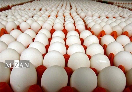 قیمت تخم‌مرغ کاهشی شد/ لزوم خرید تضمینی برای حمایت از تولیدکنندگان