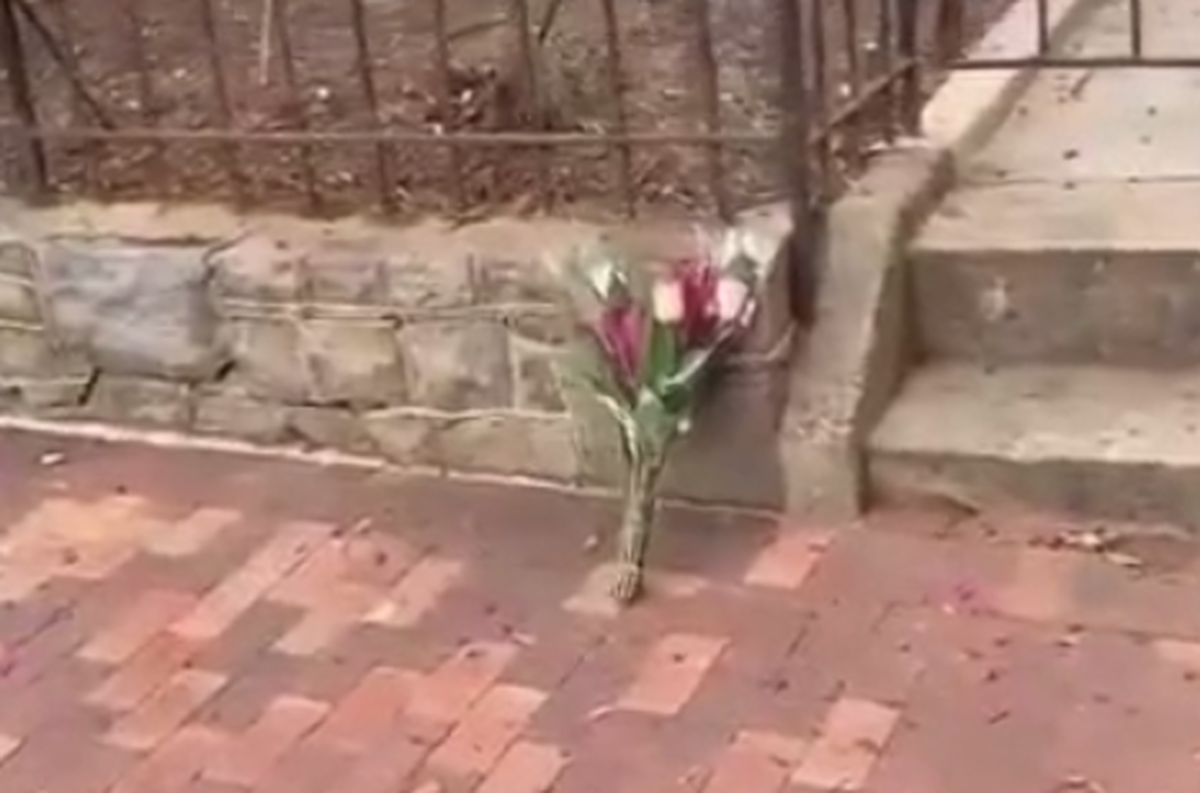کنایه خبرنگار آمریکایی به وداع با سناتور جنگطلب فقط با یک گل!