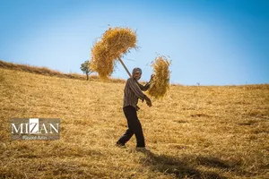 بخشی از مطالبات گندم‌کاران واریز شد