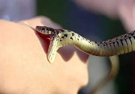اینفوگرافیک | مارگزیدگی؛ اقدامات فوری و راه‌های پیشگیری