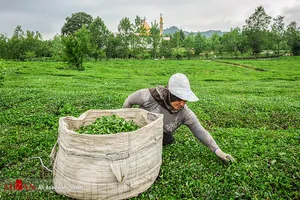 پرداخت ۸۷ درصدی مطالبات چای‌کاران