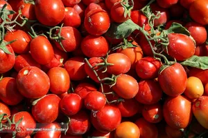 تغییرات فصلی، علت نوسانات قیمت گوجه فرنگی