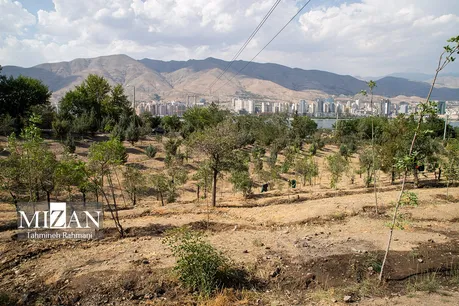 کمبود منابع آبی و تغییرات اقلیمی تهدیدی برای درختان پایتخت است