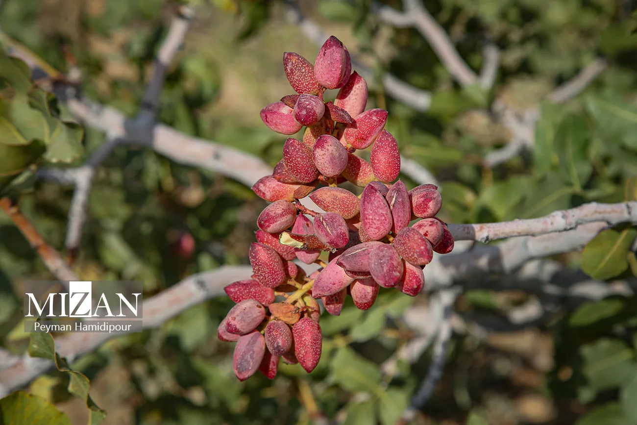 برداشت پسته در خراسان شمالی