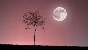 امشب ماه صورتی را رصد کنید
