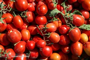 خیار و گوجه هم شناسنامه می‌گیرند