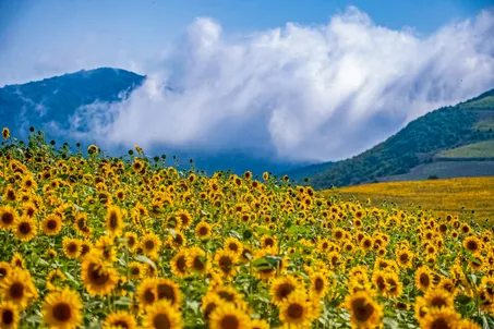 مزارع آفتابگردان - مازندران