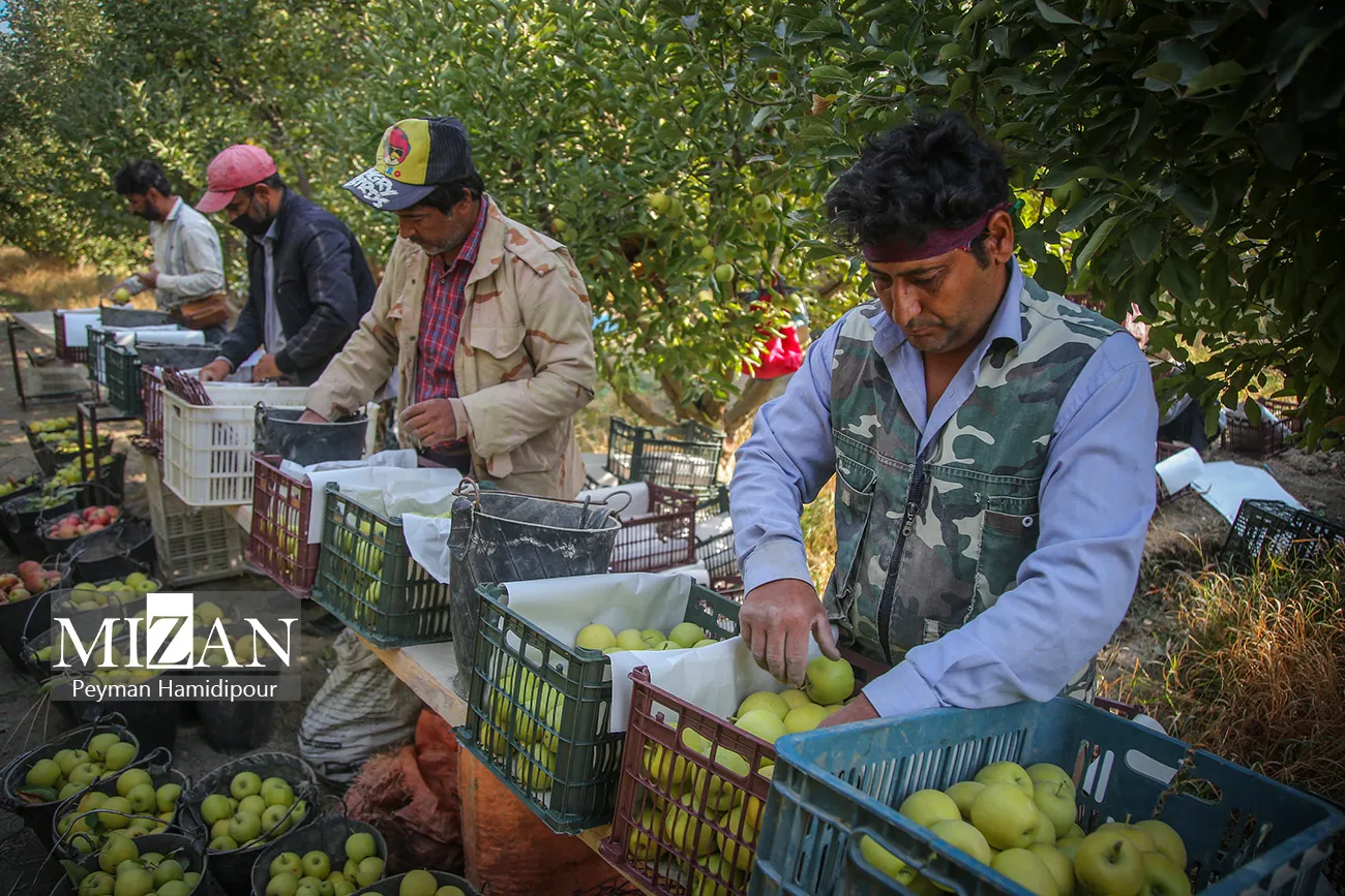 برداشت سیب از باغات شیروان