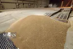 با ورود دادستانی تهران در حمایت از یک واحد تولیدی از اخلال در واردات ۲۰۰ هزار تن نهاده‎های دامی و کالا‌های اساسی جلوگیری شد