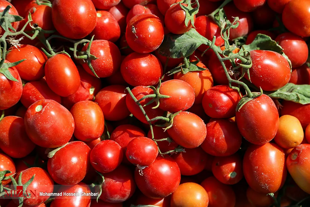 خیار و گوجه هم شناسنامه می‌گیرند