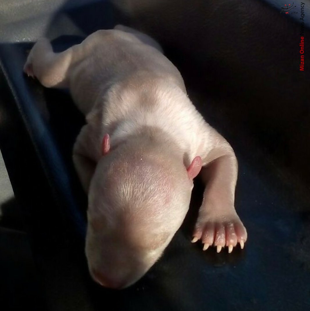 مراقبت محیط بان از بچه خرس 3 روزه+عکس