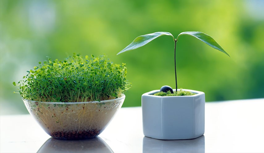 خواص شگفت‌انگیز دارویی و درمانی سبزه عید!