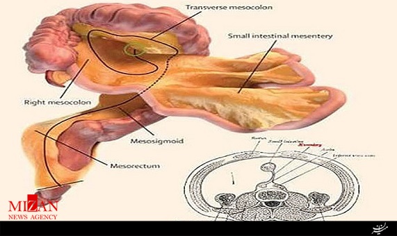 یک اندام جدید در سیستم گوارش یک اندام جدید در سیستم گوارش