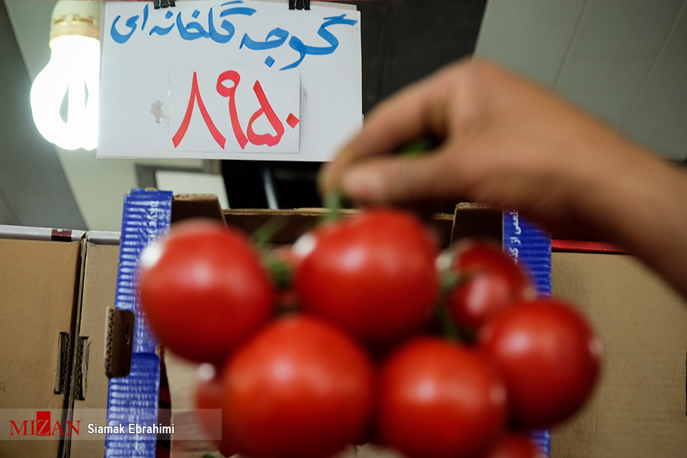 ادامه روند صعودی قیمت گوجه فرنگی در بازار/ نبود الگوی کشت دلیل عمده کمبود یا مازاد محصولات کشاورزی