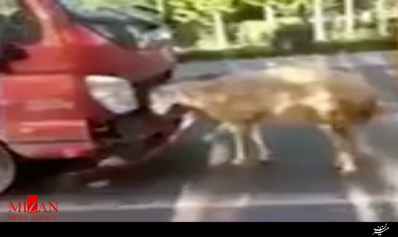 انتقام سخت بز مادر از راننده کامیون 