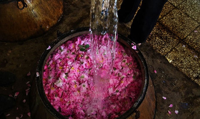 گلاب گیری گلاب گیری