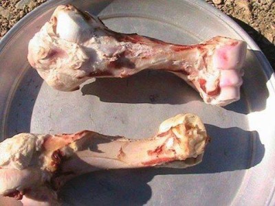 آشنایی با خواص جادویی آب قلم گاو و گوسفند