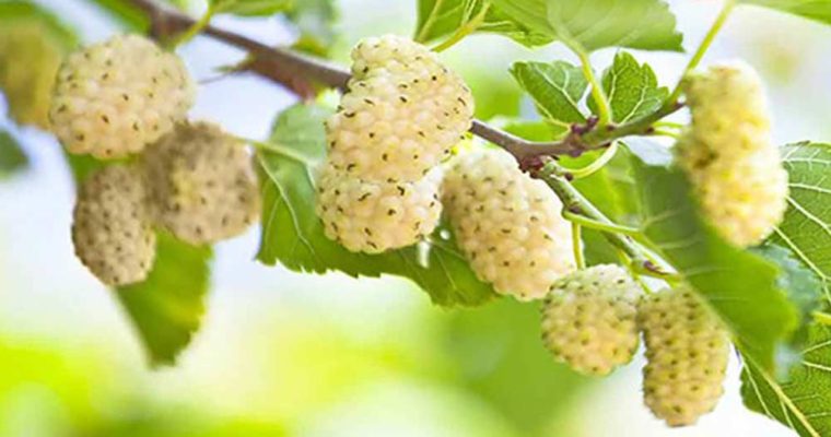 توت بخورید تا لاغر شوید