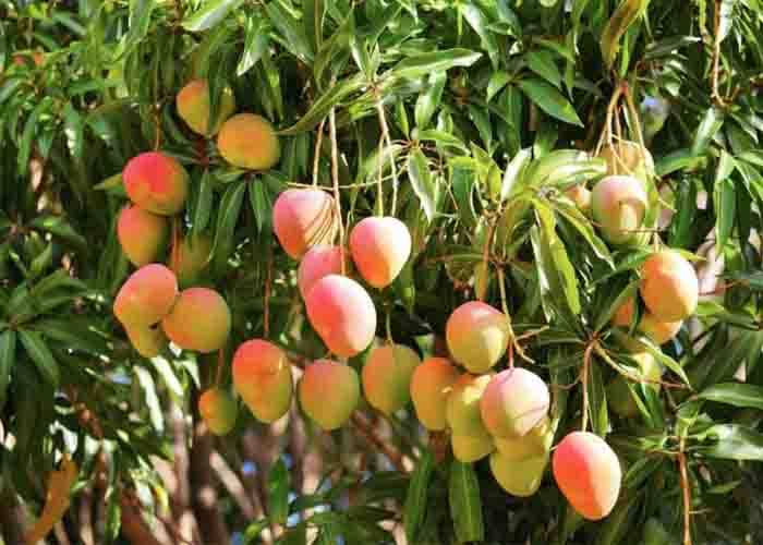 خواص باورنکردنی این میوه استوایی برای زیبایی پوست