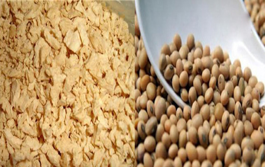 سویا خطر ابتلا به سرطان را کاهش می دهد
