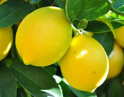 خواص بی نظیر پنهان در پوست لیموشیرین