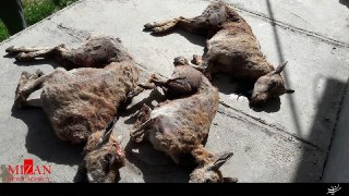 دستگیری شکارچیان متخلف در شاهرود+عکس