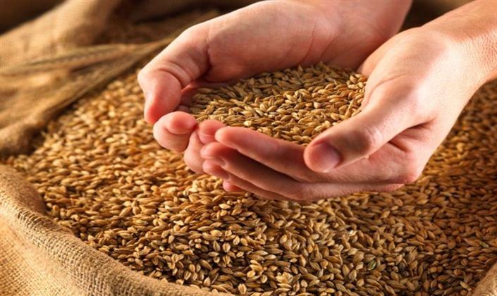 آموزش تهیه سویق جو + فواید و مضرات