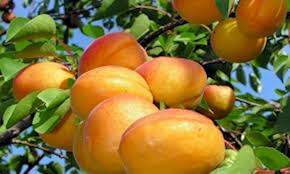 زردآلو یک داروی طبیعی برای رفع استرس