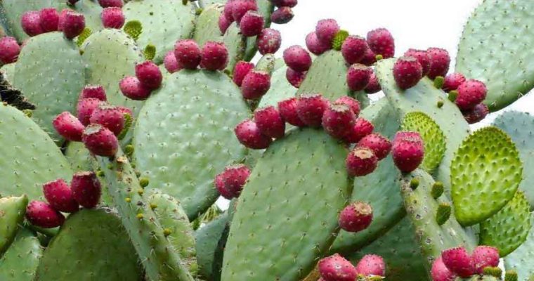 میوه کاکتوس درمانگر بیماری های کبدی