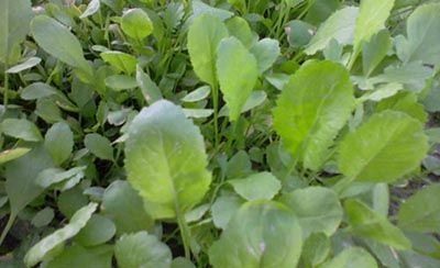 خواص ضدسرطانی سبزی شاهی