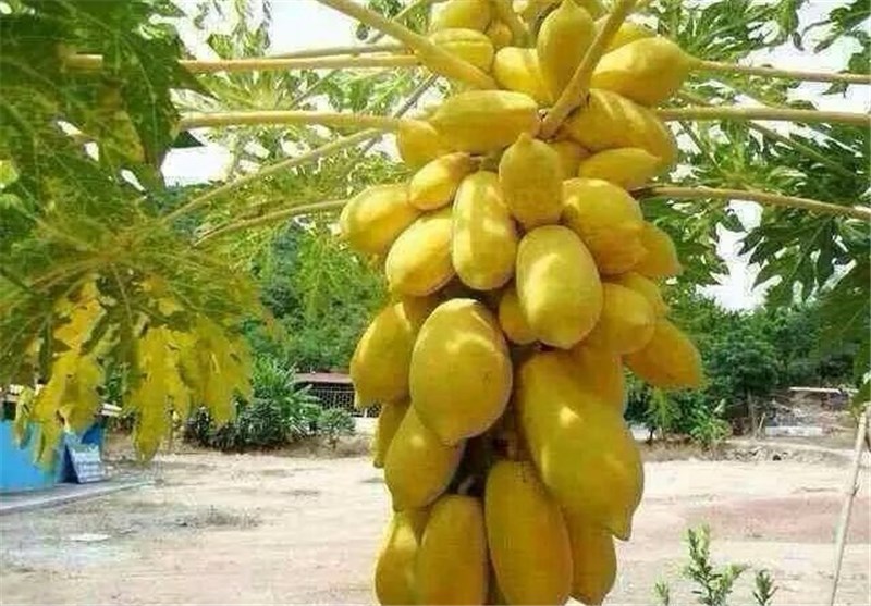 همه آنچه در مورد خربزه درختی نمی دانید