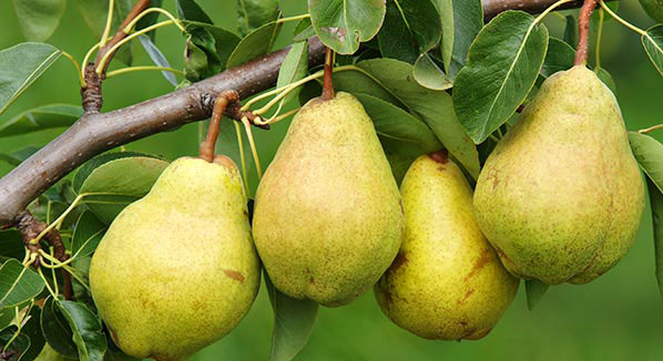 خواص درمانی گلابی و برگ گلابی