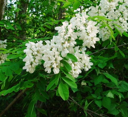 اقاقیا درمانی برای مشکلات تنفسی و سوختگی