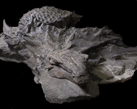 سالم‌ترین فسیل کشف شده یک دایناسور +تصاویر