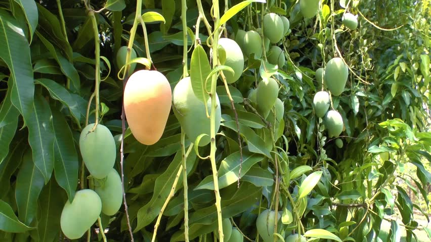 خواص باورنکردنی برگ انبه