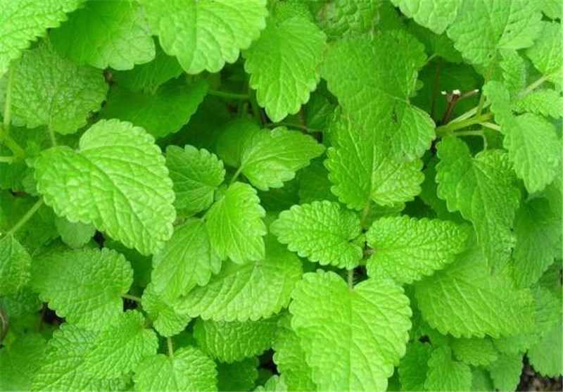 رفع گرفتگی عضلات با بادرنجبویه