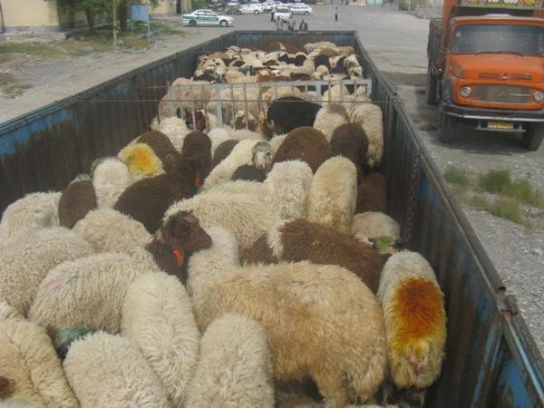 اعتراف یک سارق به سرقت 100 راس دام