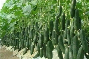 کشت