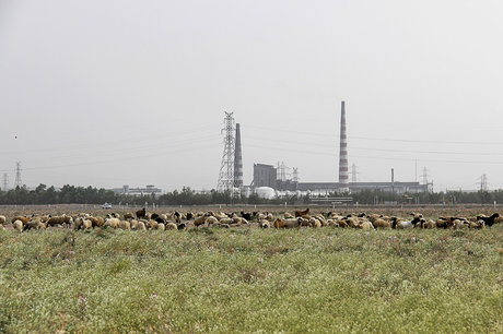 مزرعه