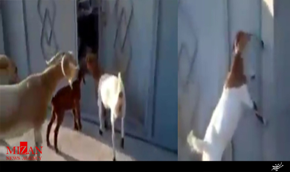 بزی که برای ورود به خانه در را باز می‌کند