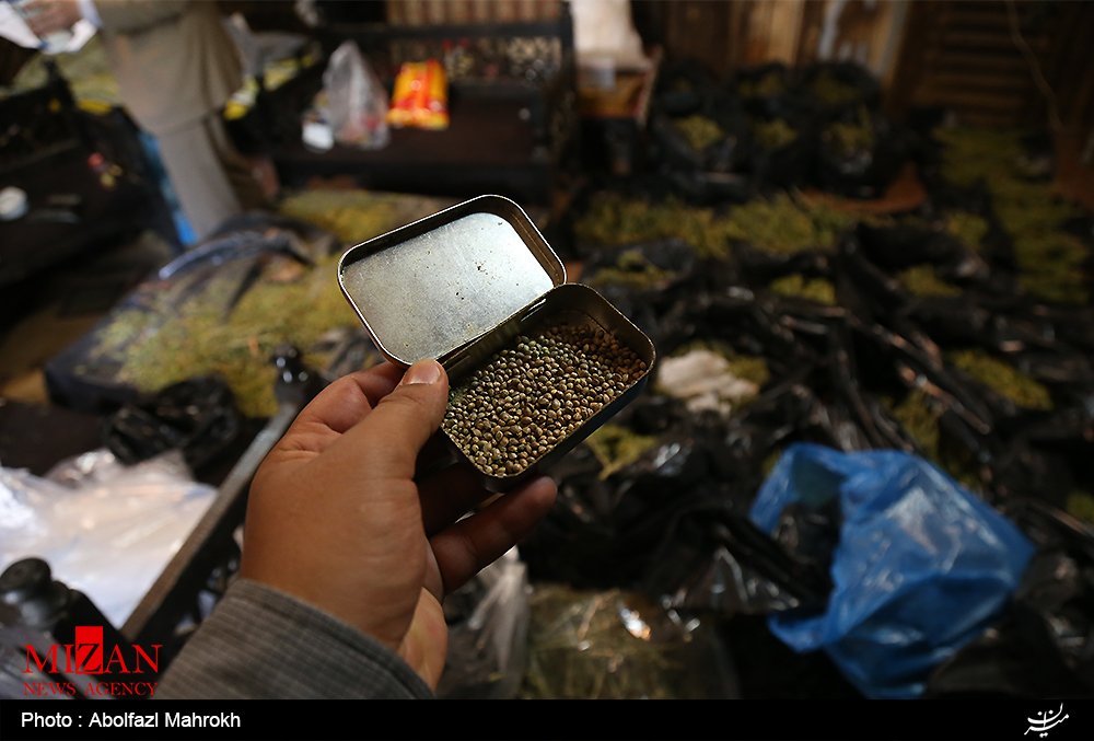 ماری جوانا