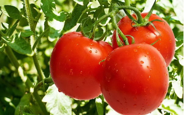 بهترین لبنیات برای سالمندان کدام است؟ / معجزه ۳۰ روز آب نوشیدن/ نوشیدنی تابستانی که شکم را کوچک می‌کند