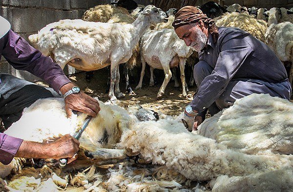 پشم چینی پشم چینی